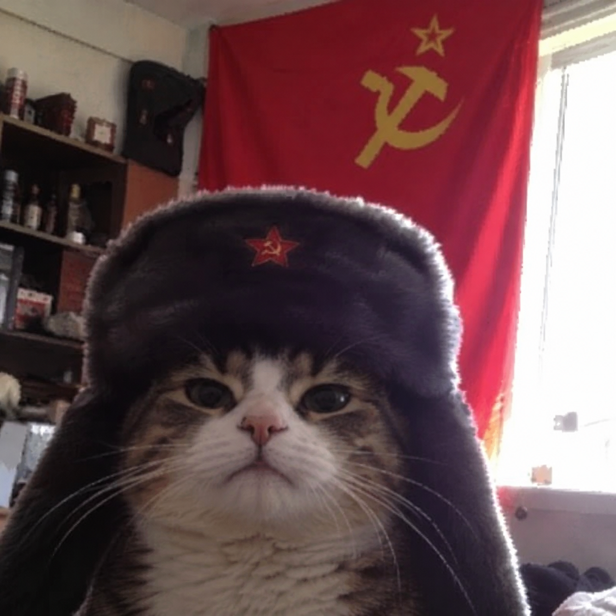 A dead-serious tabby cat wearing a dark ushanka hat with a red star, in front of a red flag
